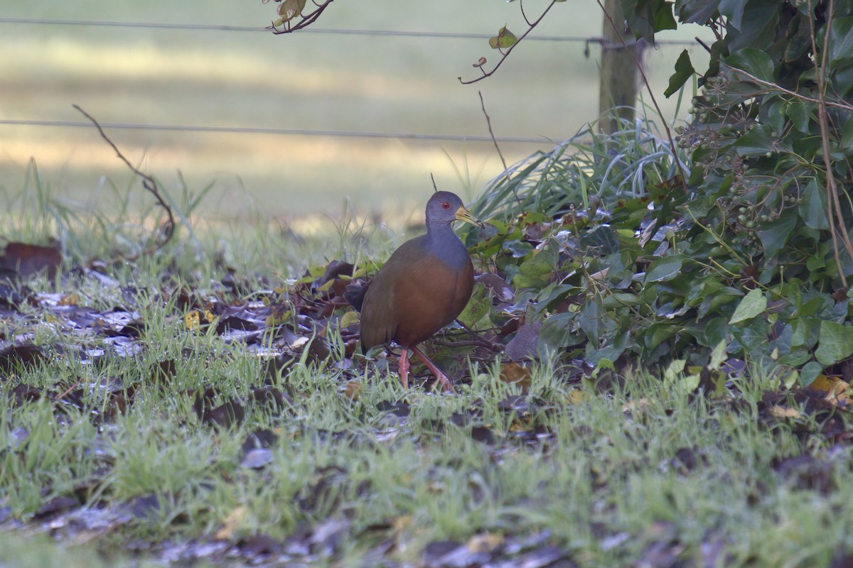 Gray-cowled Wood-Rail - ML643016390