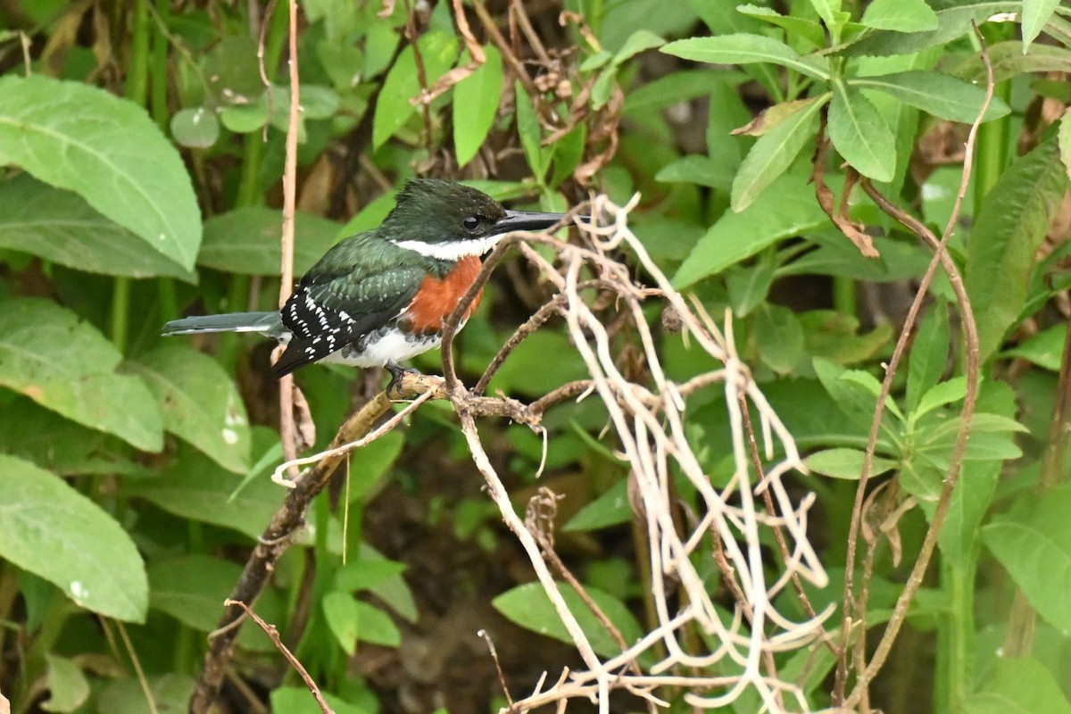 Green Kingfisher - ML643016393