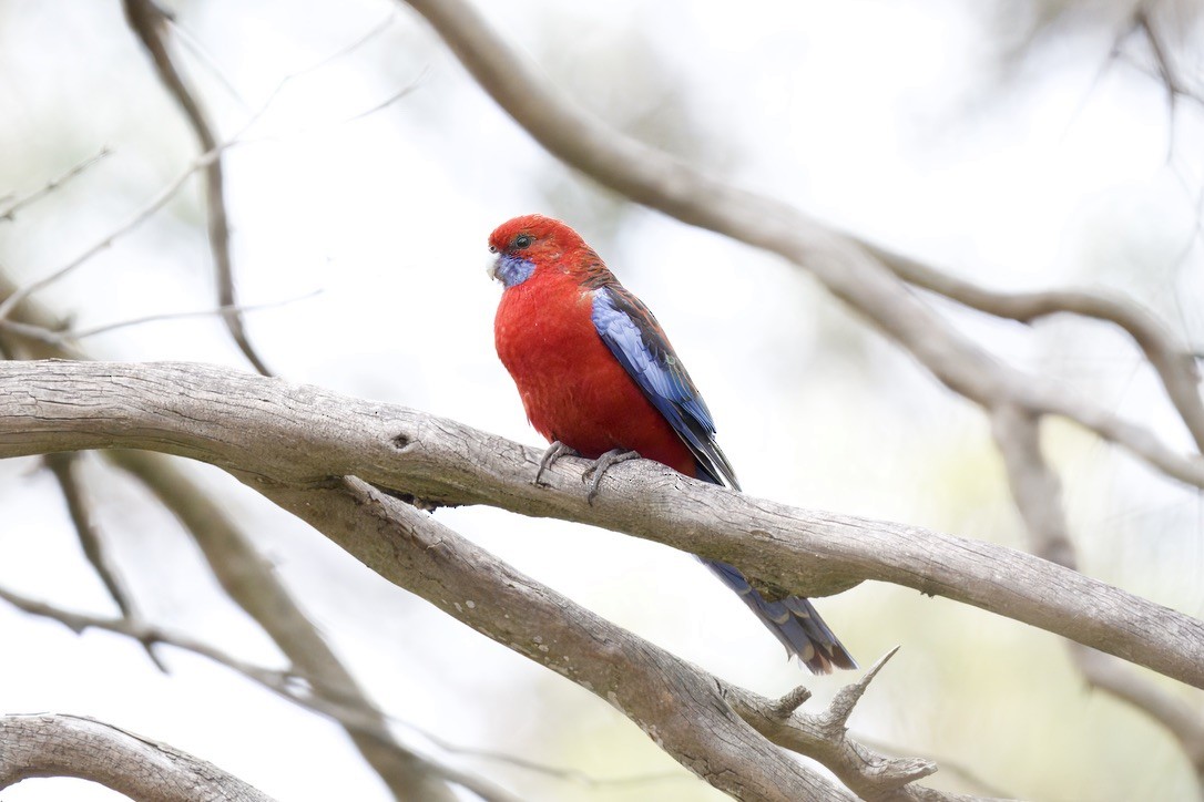 Crimson Rosella - ML643016394