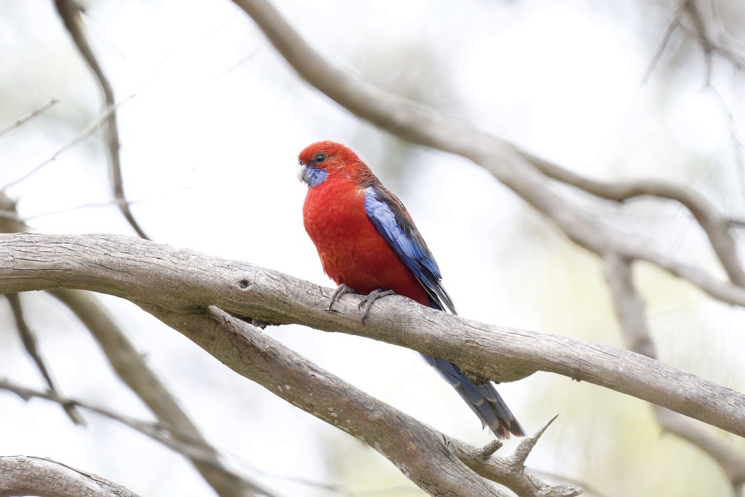 Crimson Rosella - ML643016395