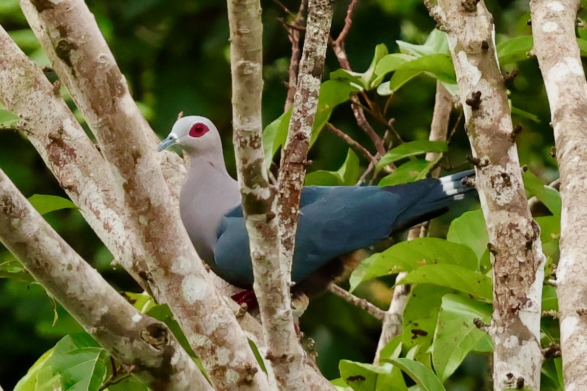 Pinon's Imperial-Pigeon (Gray-headed) - ML643016398