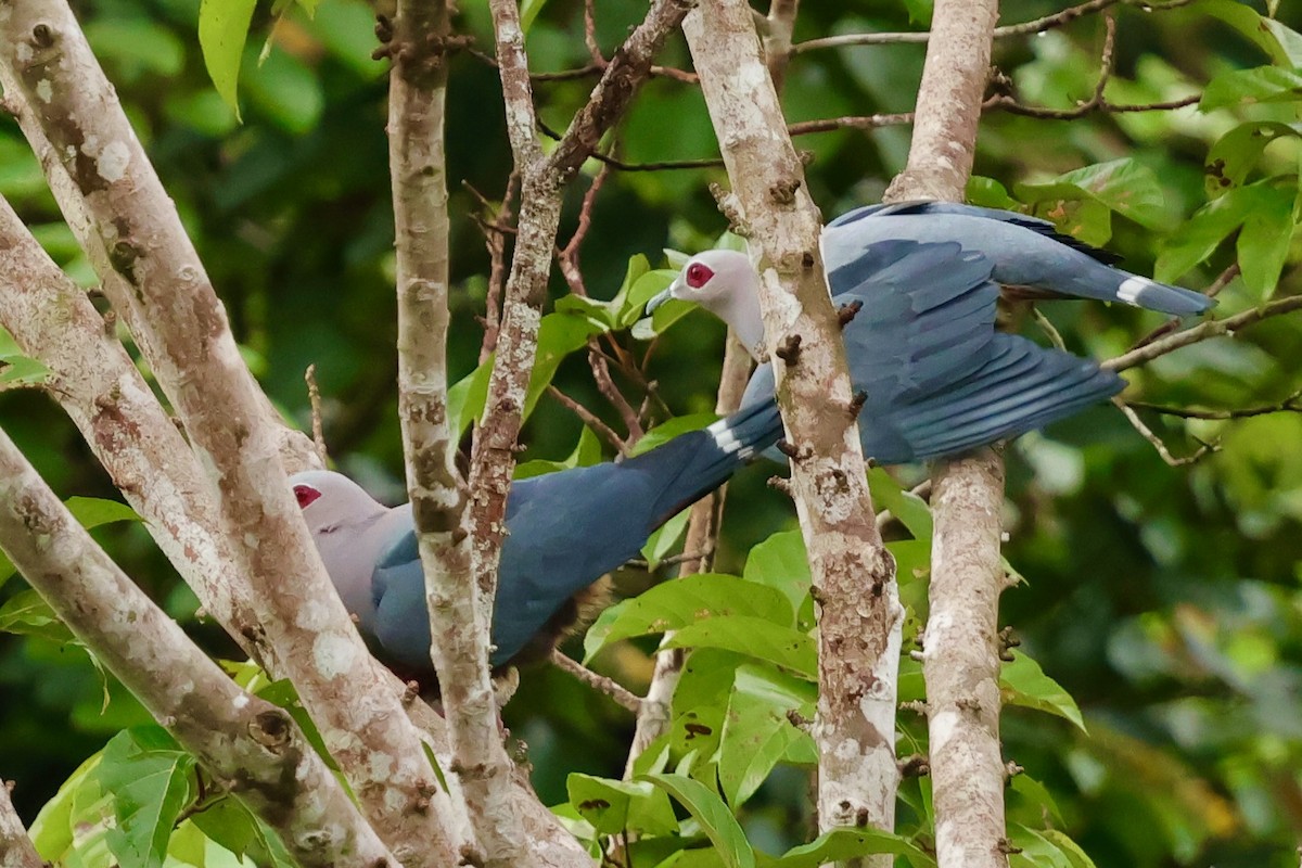 Pinon's Imperial-Pigeon (Gray-headed) - ML643016399