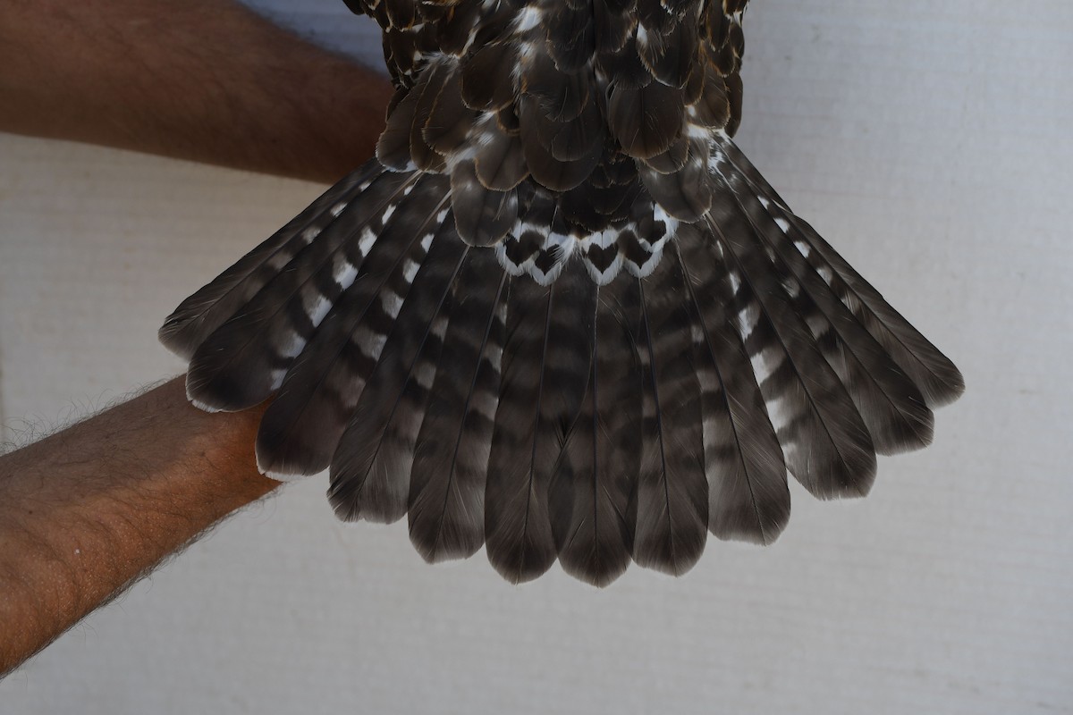 Broad-winged Hawk - ML643016406