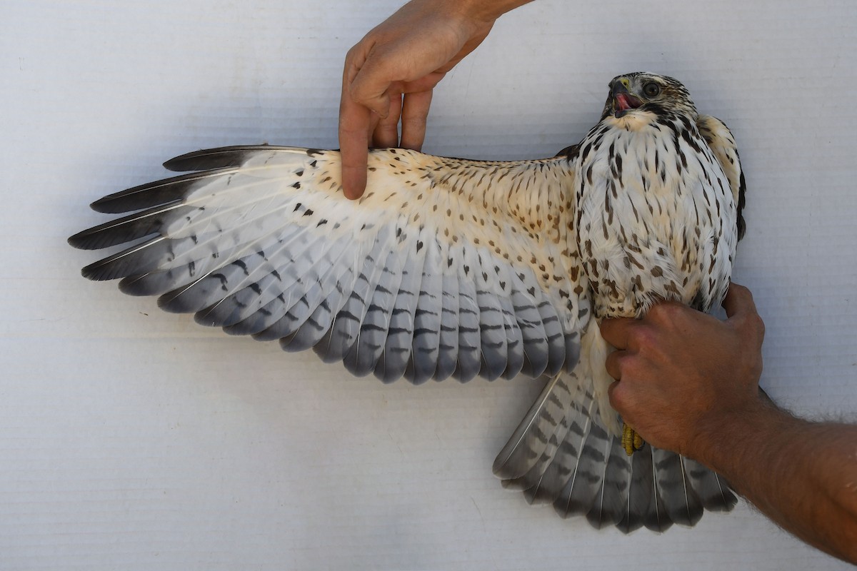 Broad-winged Hawk - ML643016407
