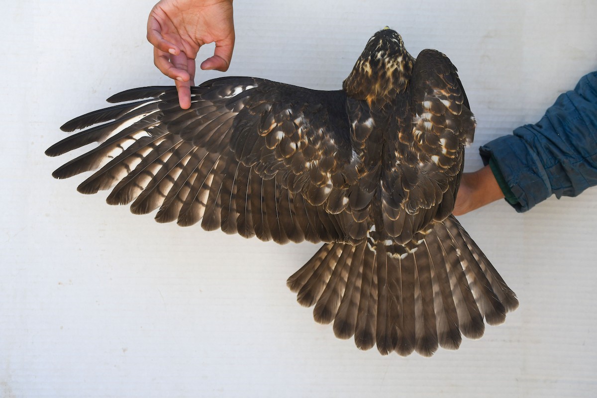 Broad-winged Hawk - ML643016408