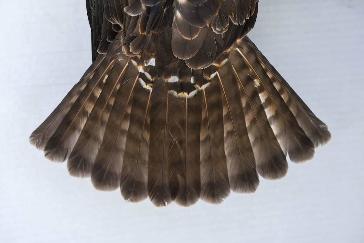 Broad-winged Hawk - ML643016410