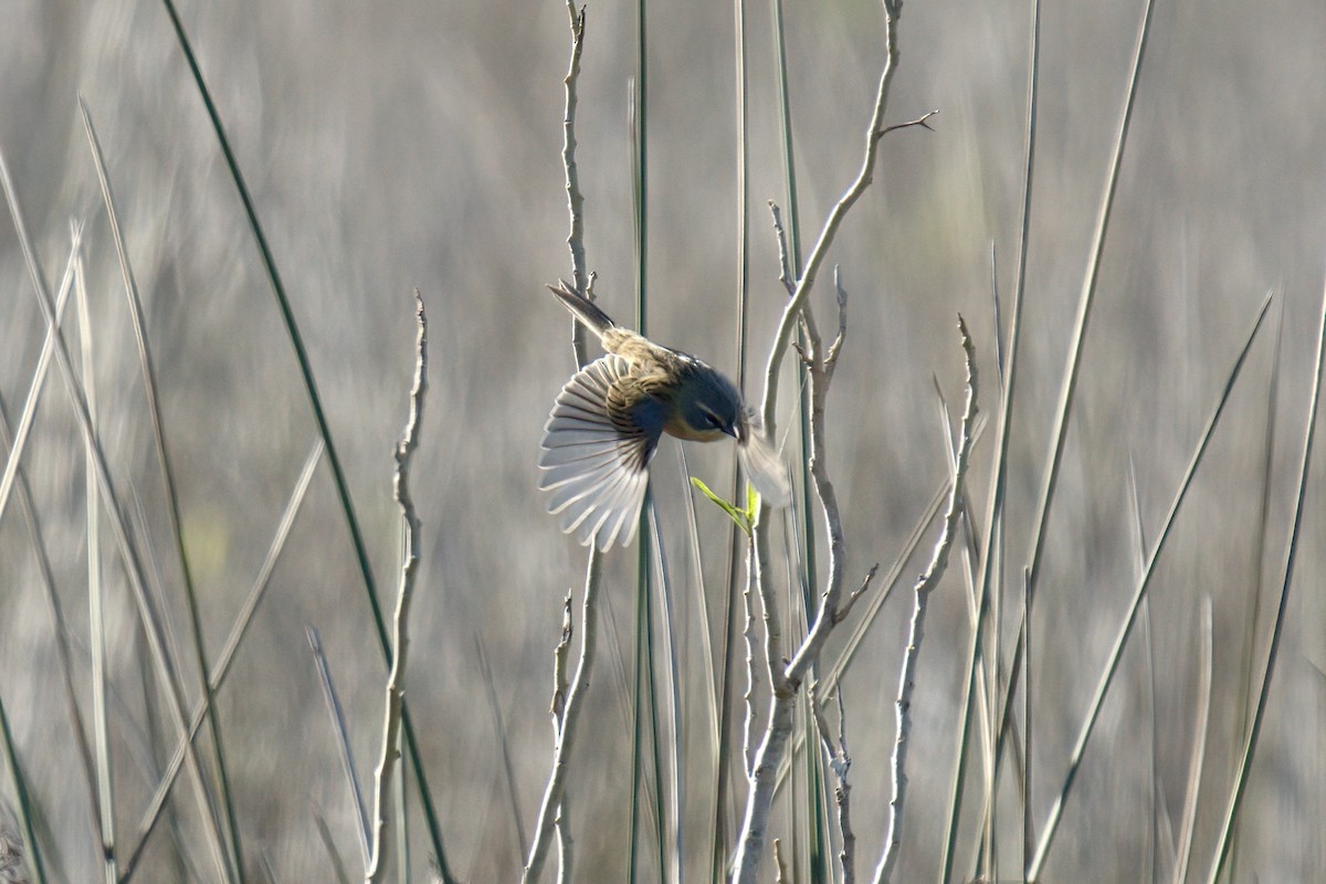 Long-tailed Reed Finch - ML643016416