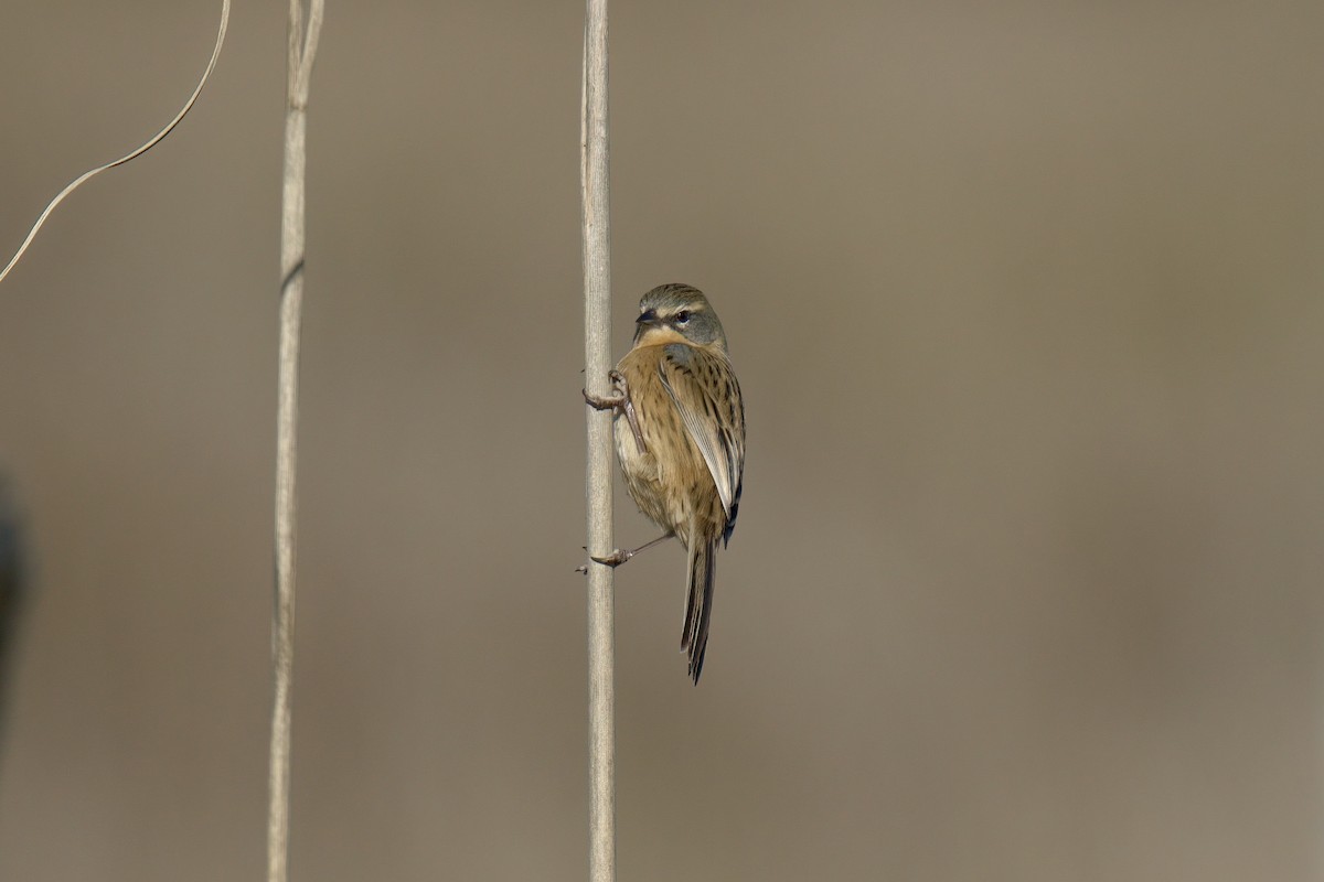 Long-tailed Reed Finch - ML643016418