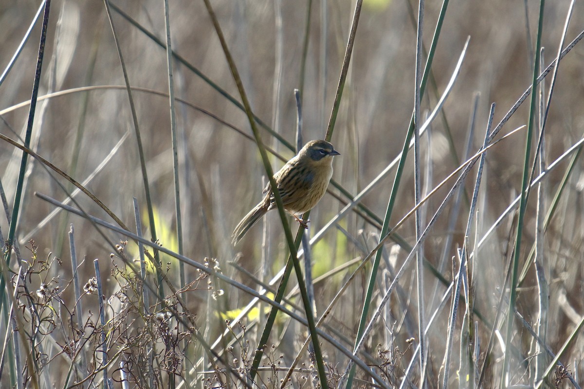 Long-tailed Reed Finch - ML643016419