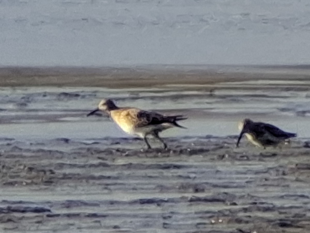 Pectoral Sandpiper - ML643016456