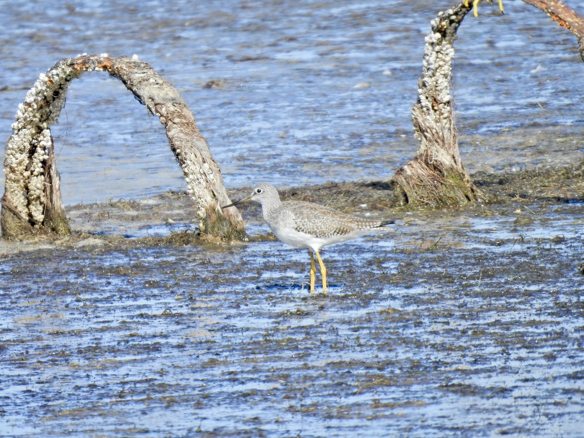 plystresnipe - ML643016460