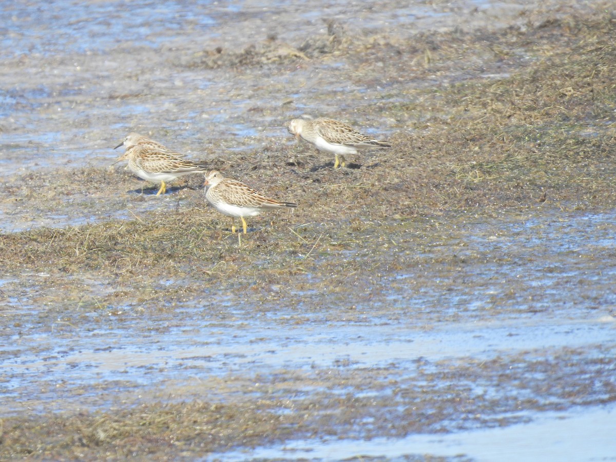 アメリカウズラシギ - ML643016469
