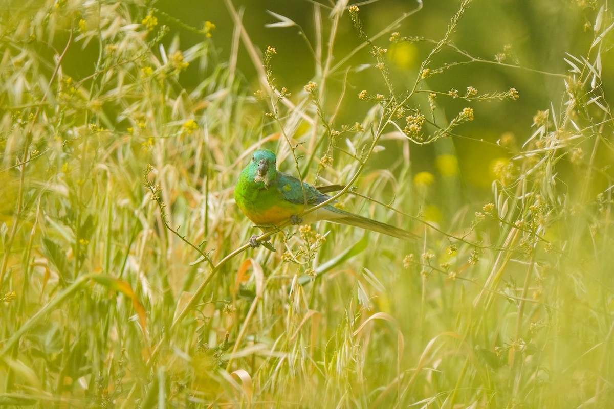 ビセイインコ - ML643016486