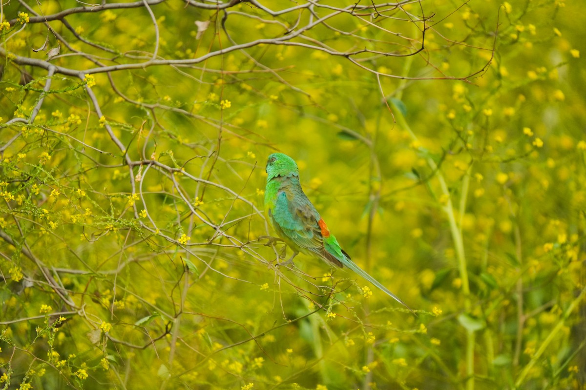 ビセイインコ - ML643016489