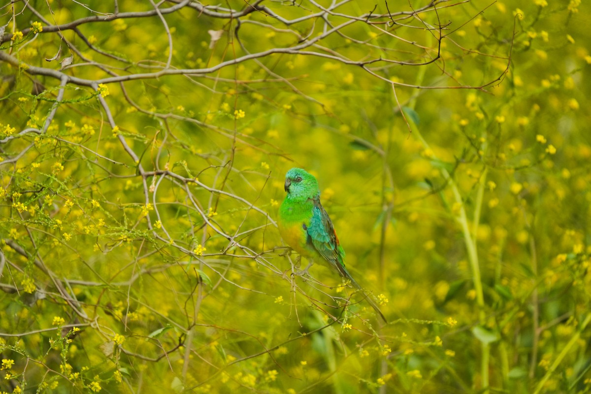 ビセイインコ - ML643016490