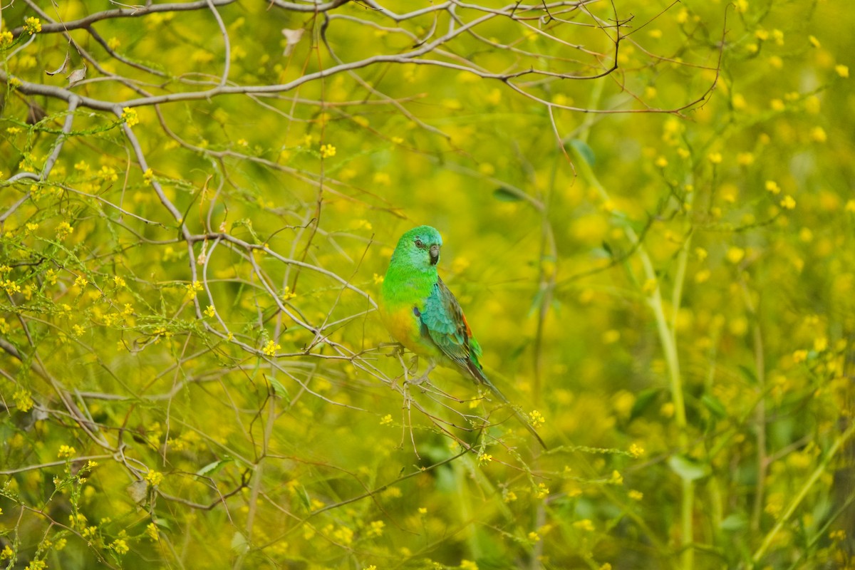 ビセイインコ - ML643016491
