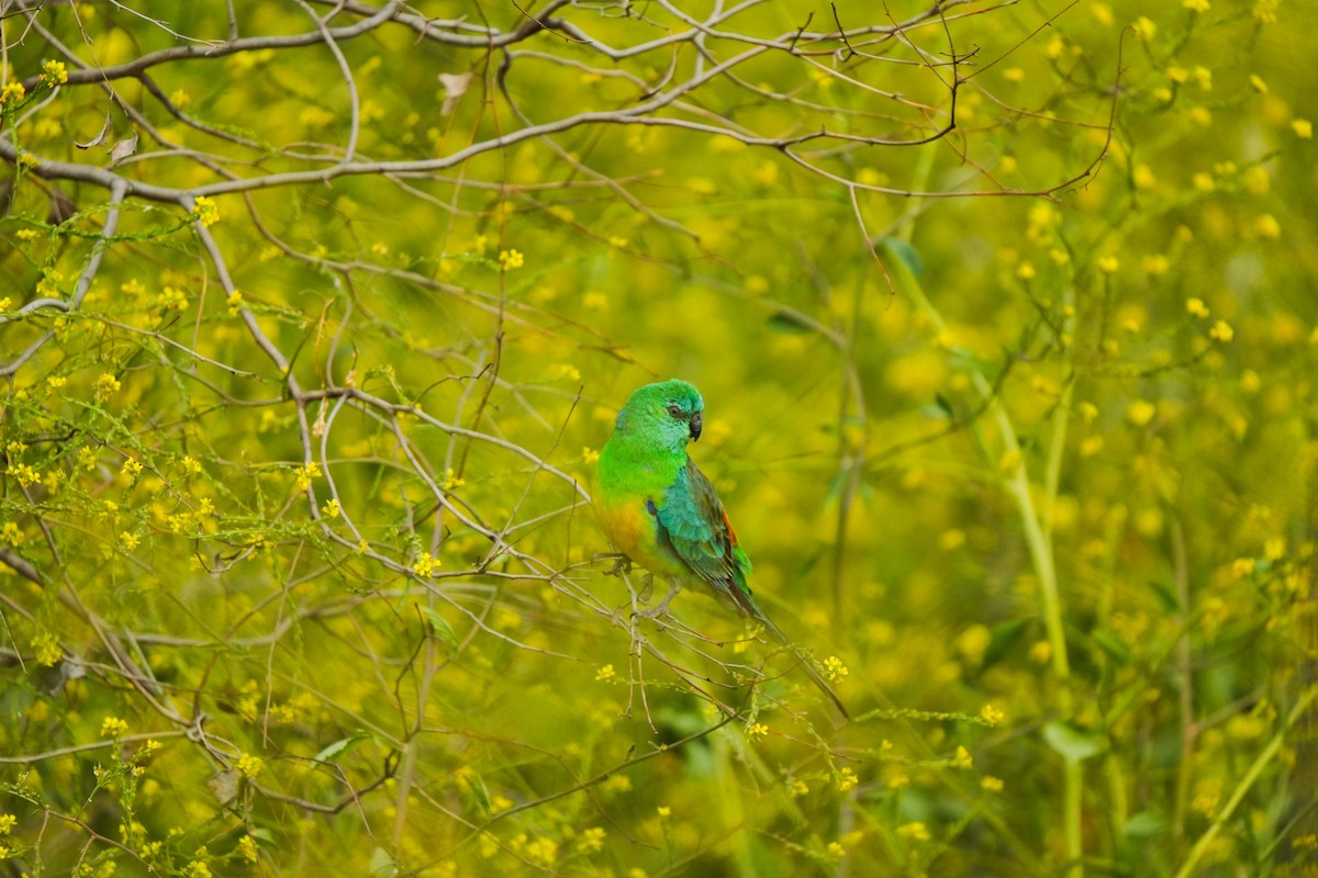 ビセイインコ - ML643016492