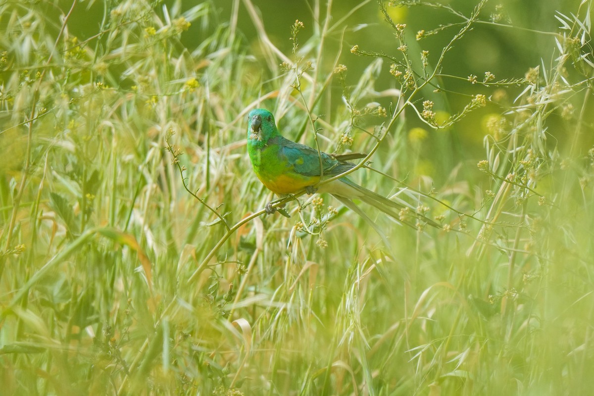 ビセイインコ - ML643016494