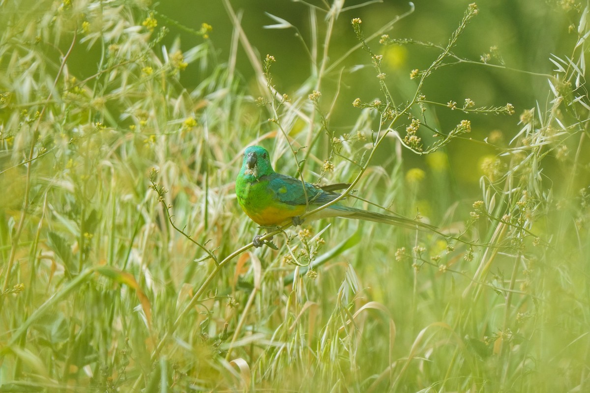 ビセイインコ - ML643016499