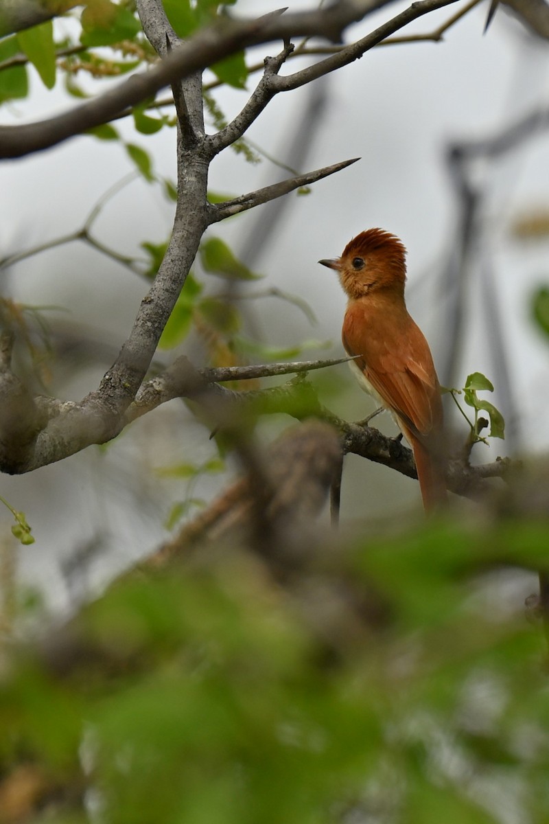 Rufous Casiornis - ML643016513