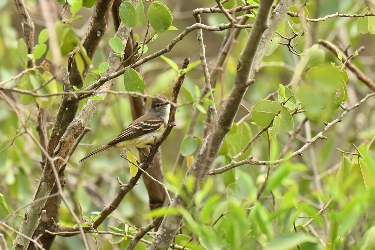 Southern Scrub-Flycatcher - ML643016527