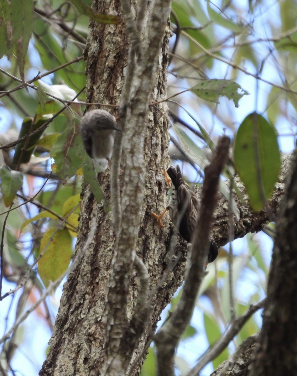 Varied Sittella - ML643016532