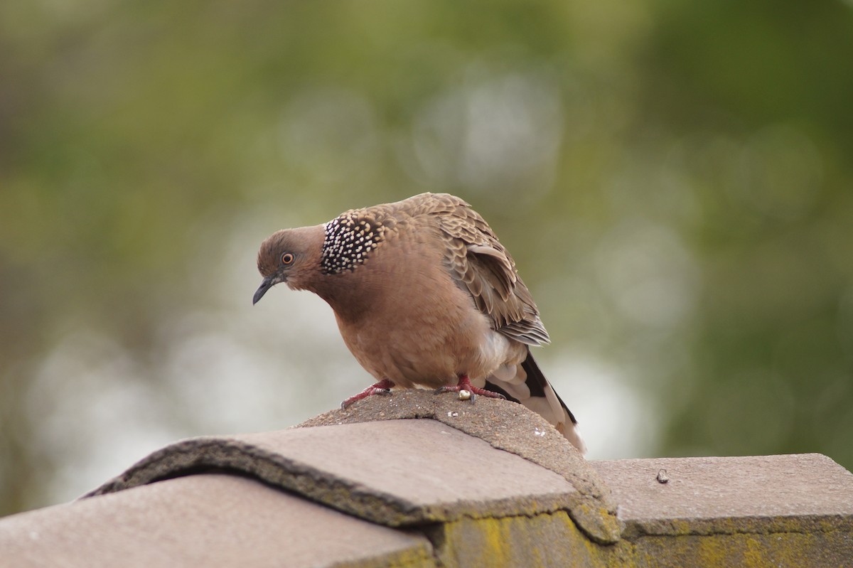 Spotted Dove - ML643016540