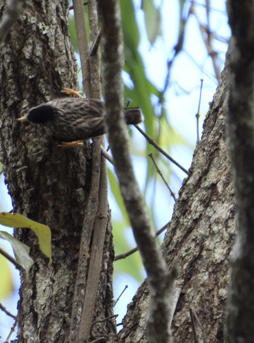 Varied Sittella - ML643016541