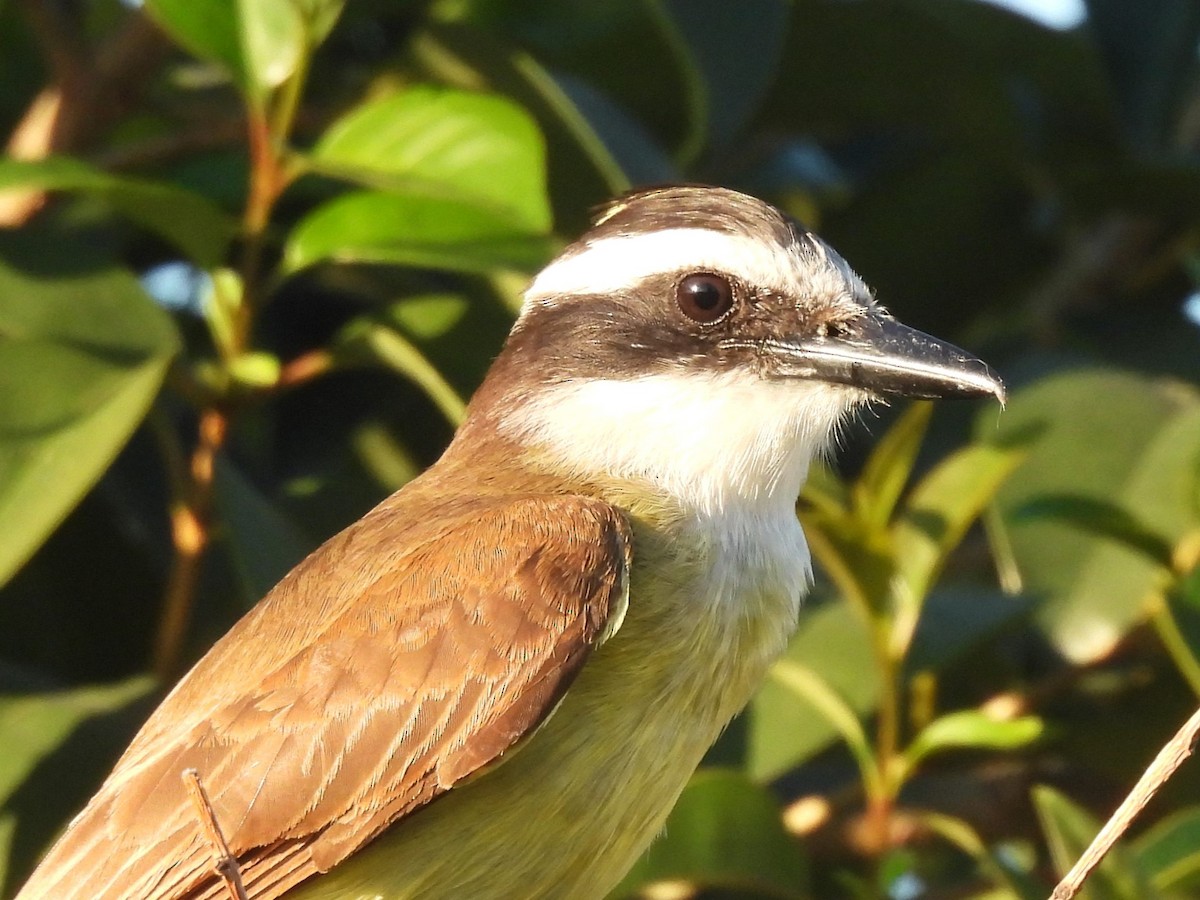 Great Kiskadee - ML643016545