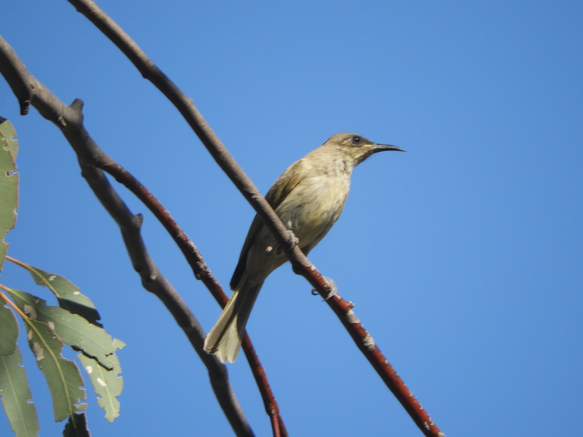Brown Honeyeater - ML643016546