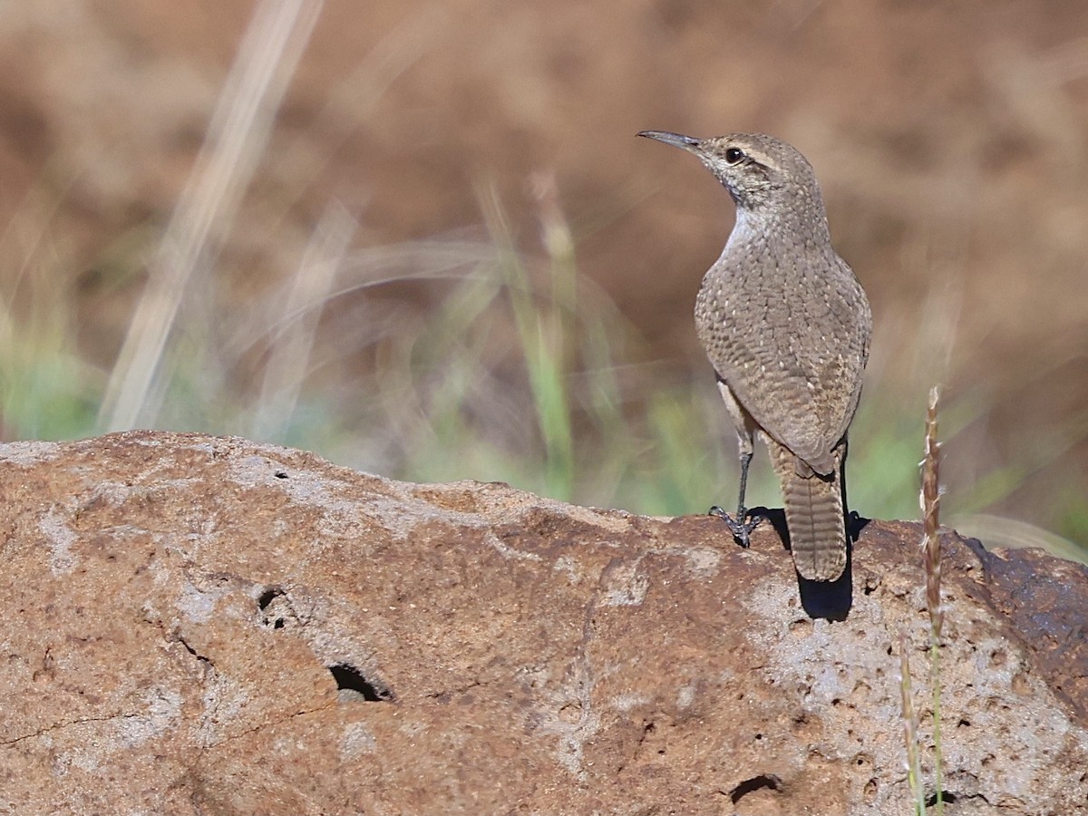Rock Wren - ML643016552