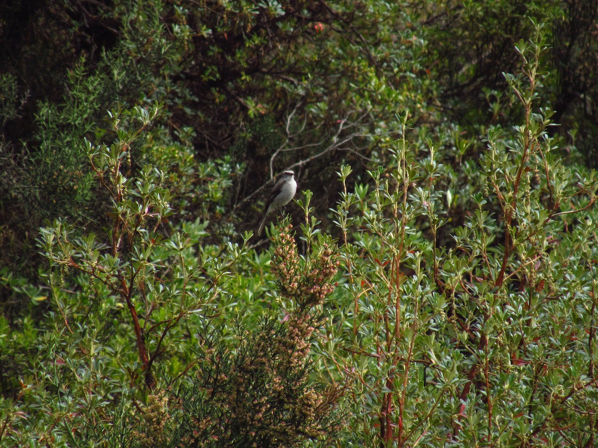 White-browed Chat-Tyrant - ML643016553