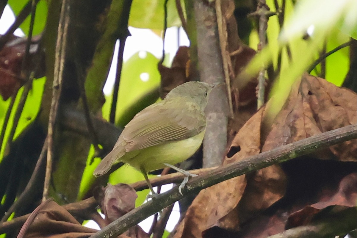 Yellow-bellied Longbill - ML643016558