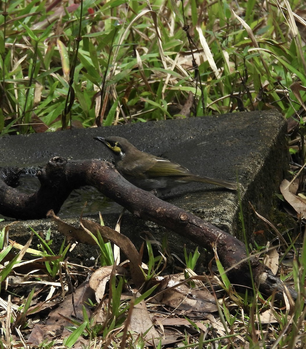 Yellow-faced Honeyeater - ML643016559
