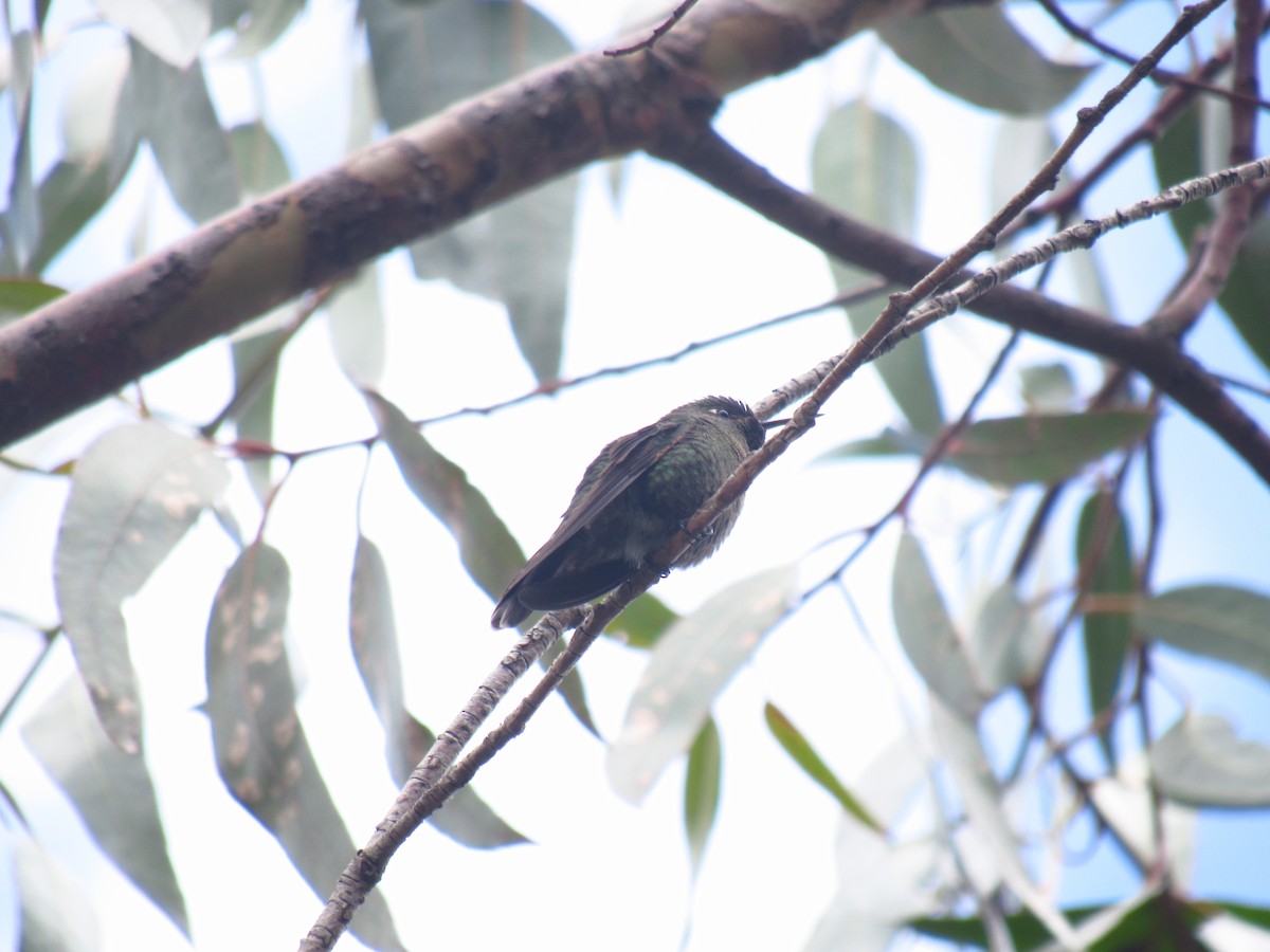 Tyrian Metaltail - ML643016560