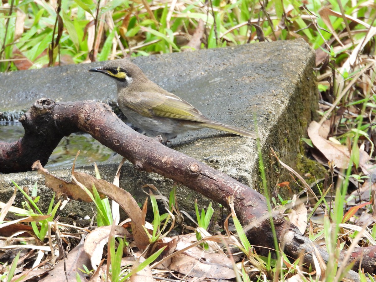 Yellow-faced Honeyeater - ML643016561