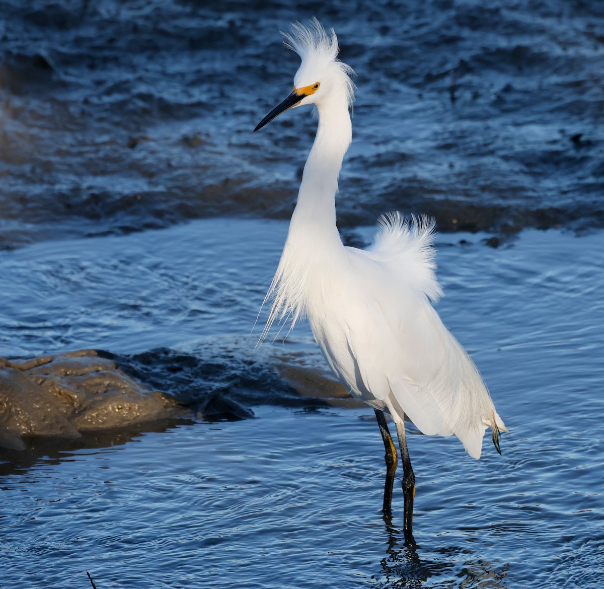 Snowy Egret - ML643016562