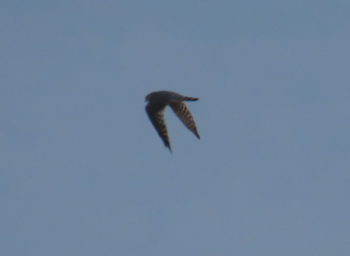 Belatz txikia (richardsonii) - ML643016564