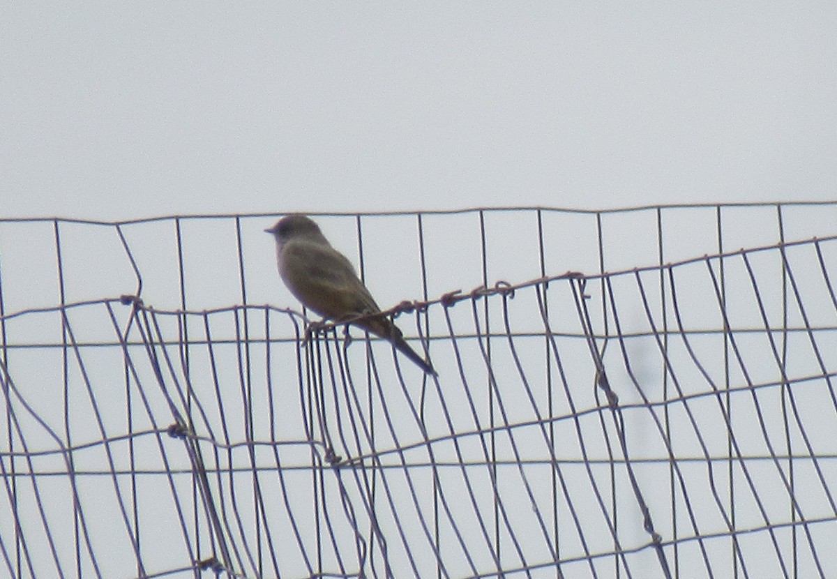 Say's Phoebe - ML643016566