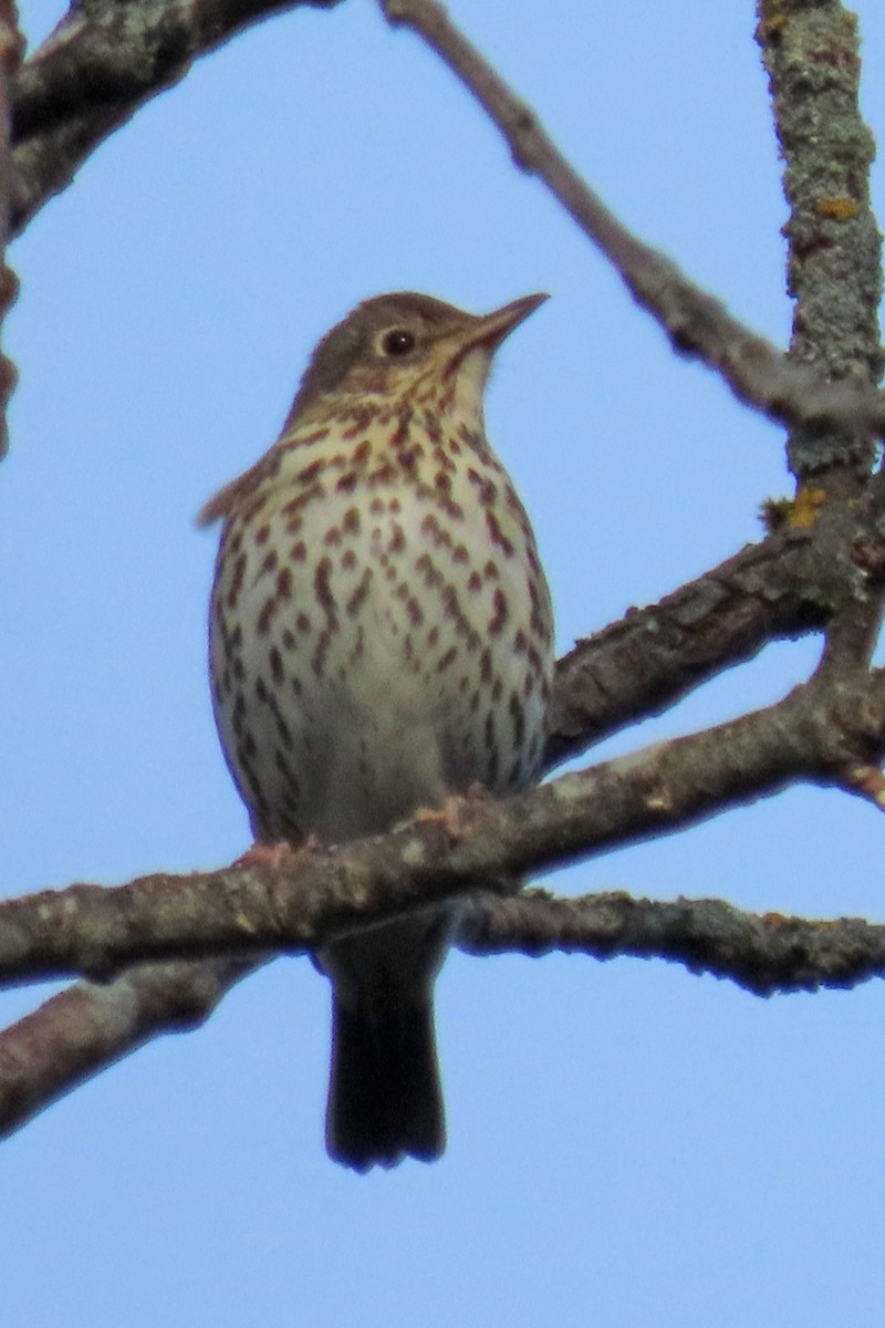 Zozo paparzuria - ML643016567