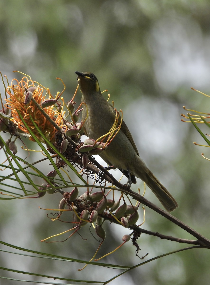 Lewin's Honeyeater - ML643016570