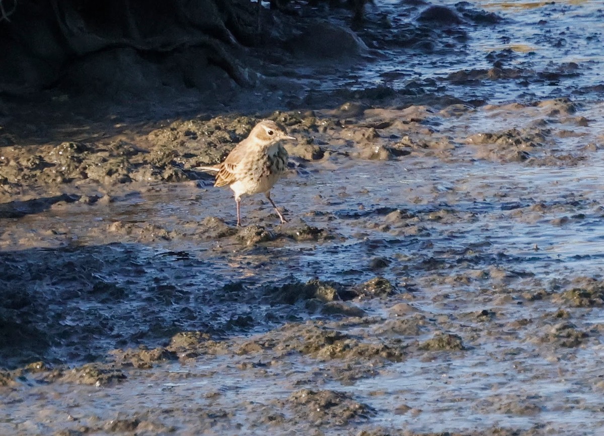 American Pipit - ML643016573
