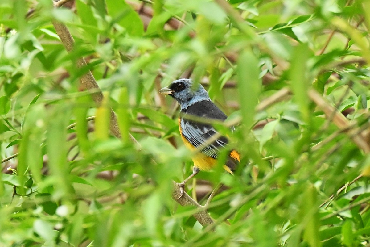 Tangara Naranjera - ML643016606