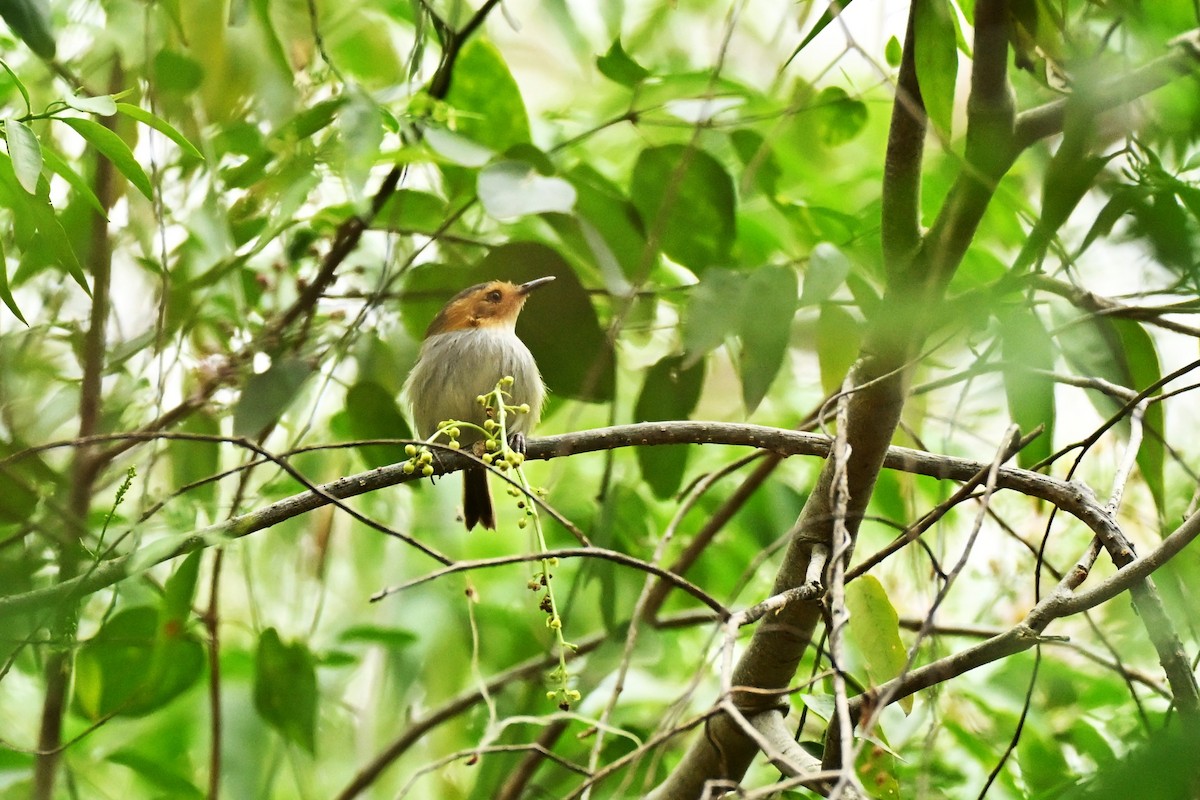 Ochre-faced Tody-Flycatcher - ML643016617