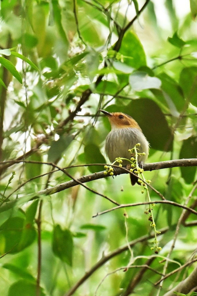 Ochre-faced Tody-Flycatcher - ML643016619