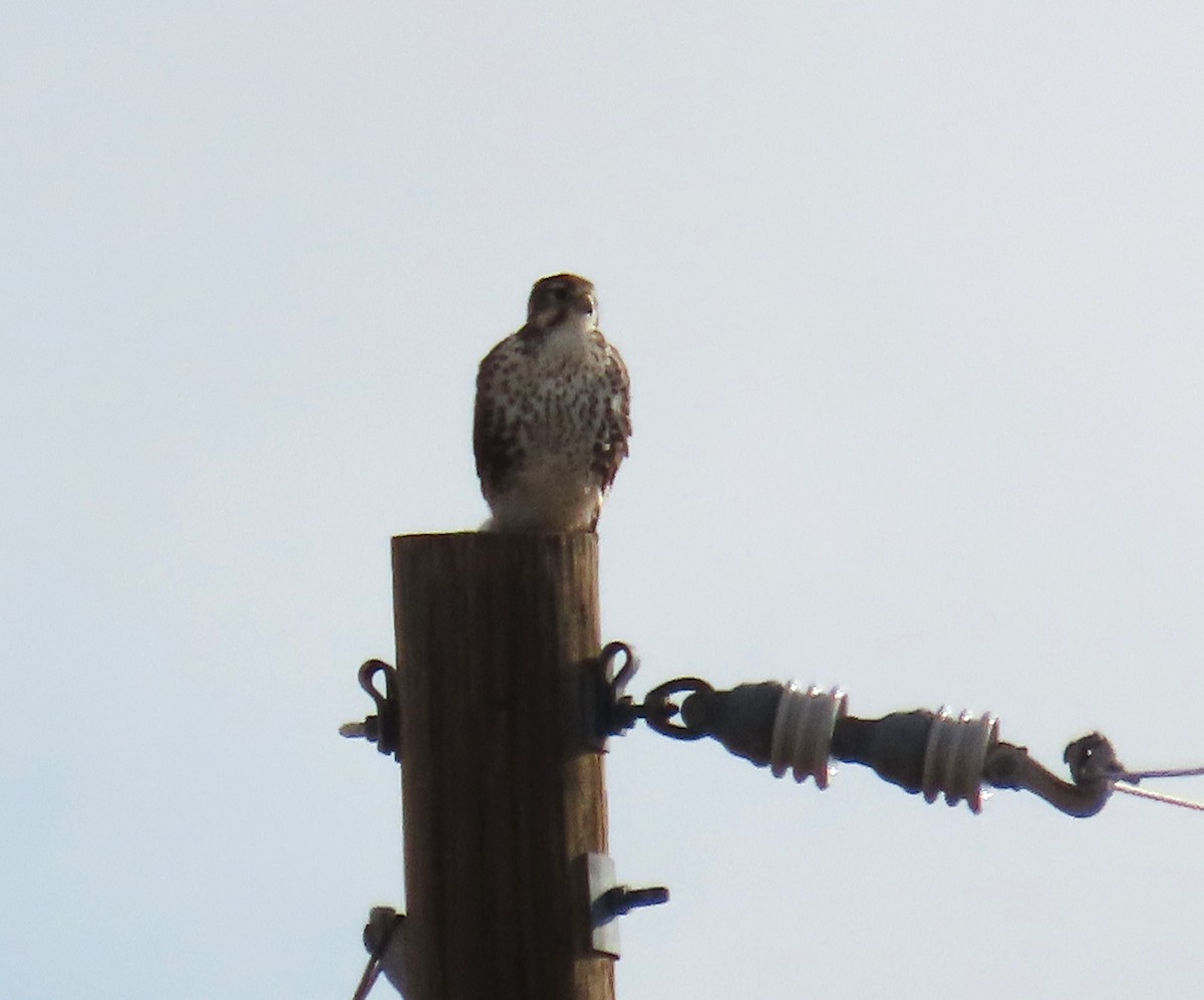 Prairie Falcon - ML643016628