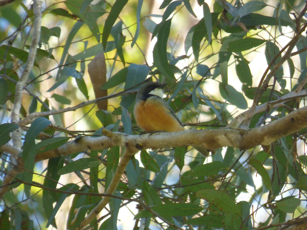 Rufous Whistler - ML643016667