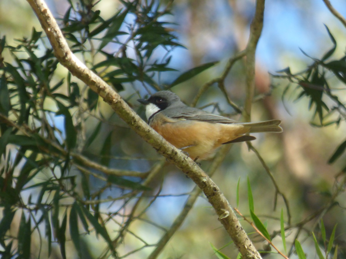 Rufous Whistler - ML643016668