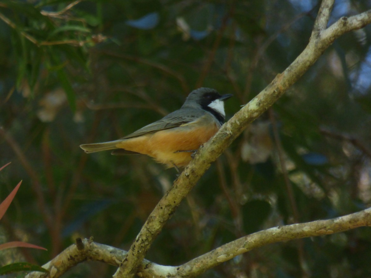 Rufous Whistler - ML643016675