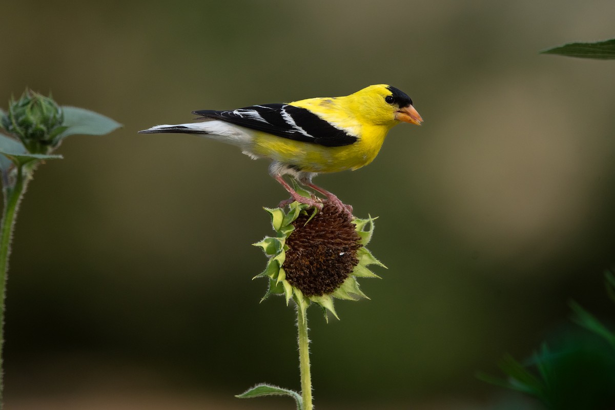 American Goldfinch - ML643016681